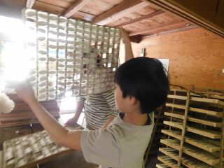 「回転まぶし」でお蚕が作った繭の状態を確認する体験です。汚れた繭 形が悪い繭 小さい繭などがあったら取り出すんだ しっかり見てね
