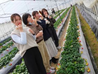市場出荷してないので、あかり農園のイチゴ食べられるのは、直売かイチゴ狩りだけ!