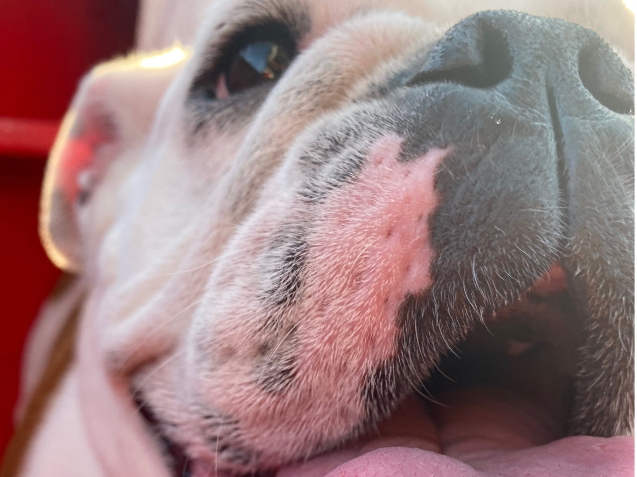 もちろんペットの乗船も可能です。楽しい時間をお過ごしください。