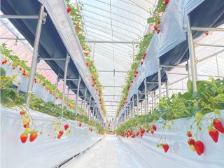 サゴタニ牧場★いちご狩り開園!