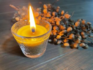 ブドウハゼの実からろうそくを作ろう!