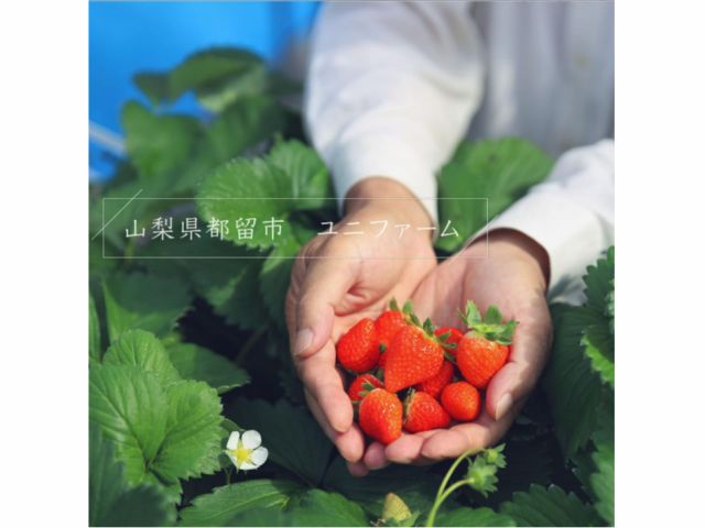 夏いちごをお召し上がりください♪