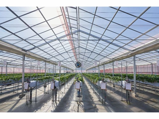 広いハウスで高設栽培の為、かがまず楽々いちご狩りを楽しめます♪