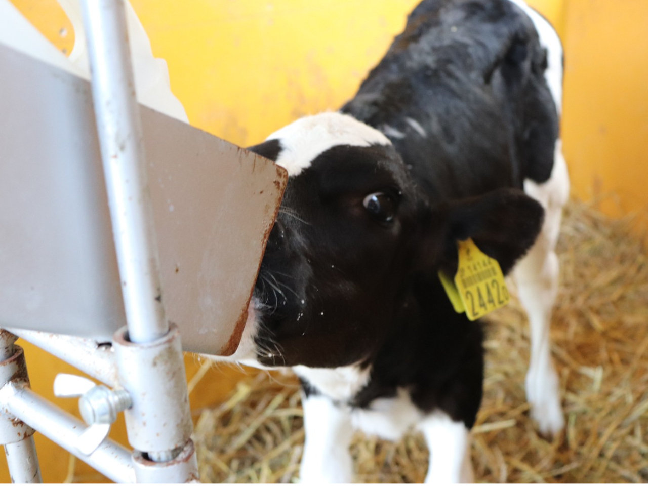 【1日1組限定!】カップルやファミリーにオススメ♪酪農家の一日を経験しよう!《1...