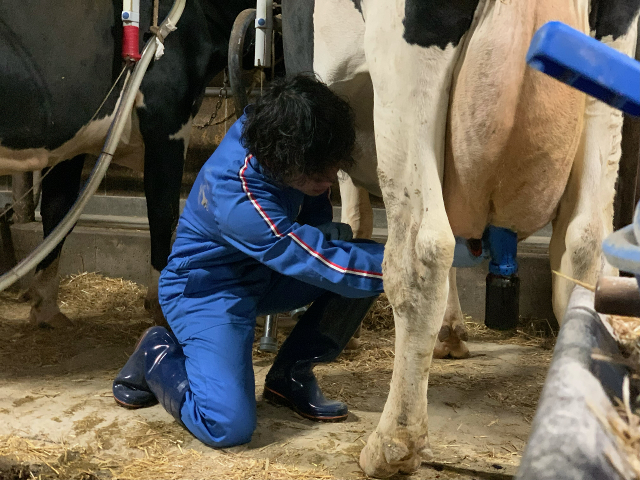 【1日1組限定!】カップルやファミリーにオススメ♪酪農家の一日を経験しよう!《半...