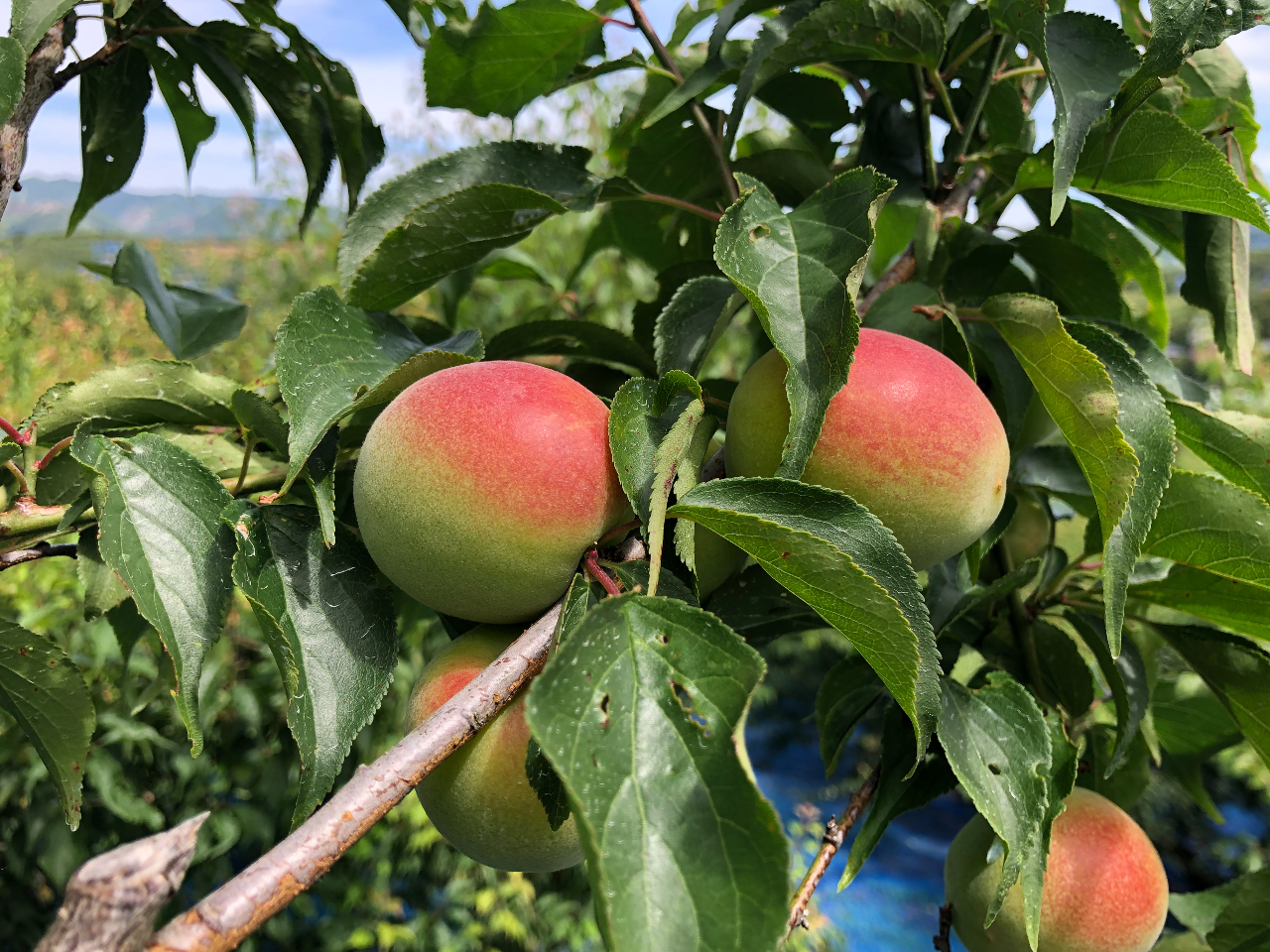 青梅収穫も体験できます。