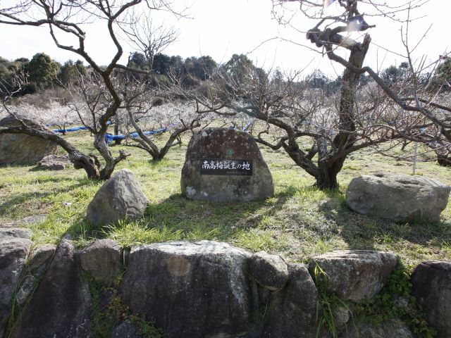 100歳以上の南高梅の母樹です。まだまだ元気に花をつけてくれます。