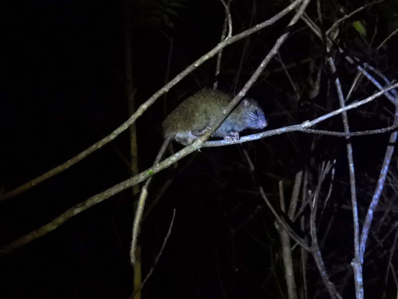 ̏pɈړ{ő勉̃lY~̒ԁEPiKlY~