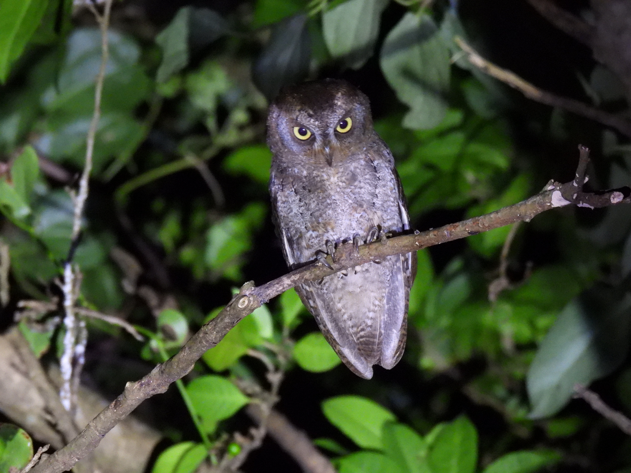 {ŏ̃tNE̒ԁEELERmnYN