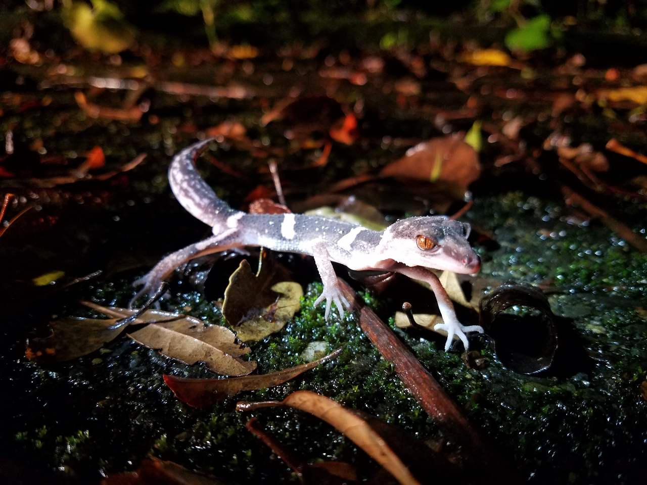 Ă͐EœVɂȂIrgJQhLɏo邱ƂI