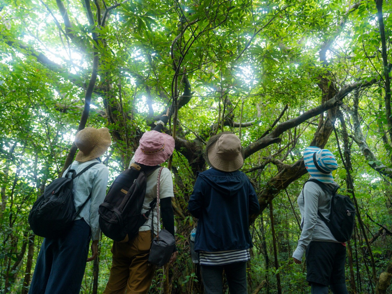 *地質の豊富さが特徴的な徳之島は足元を知るとおもしろい発見が満載!
*深い森の中を散策♪集落あるき♪景勝地巡り♪etc.
*ご要望に沿ってオリジナルツアーを組み立てます!お気軽にご相談ください。