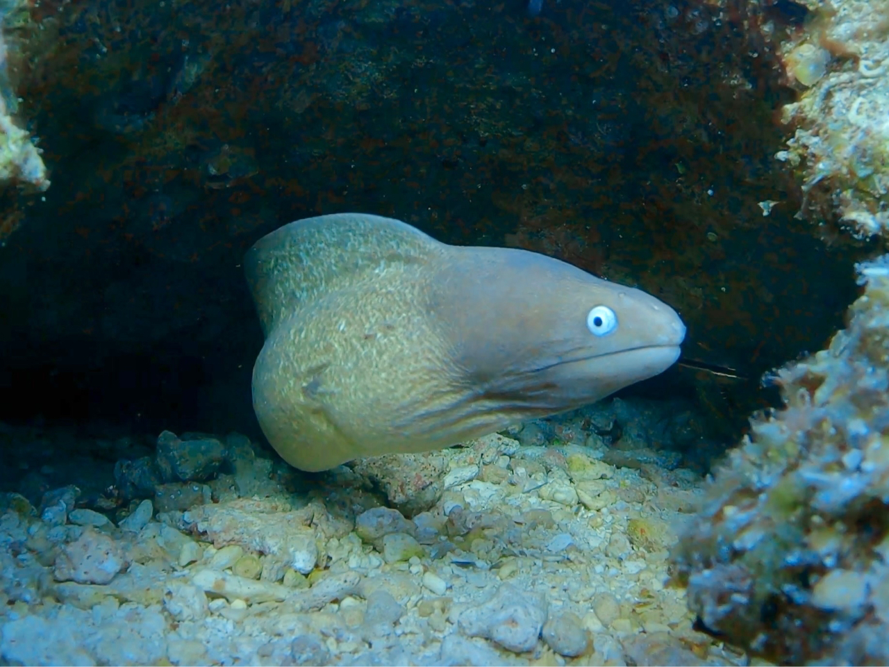 つぶらな瞳のウツボ