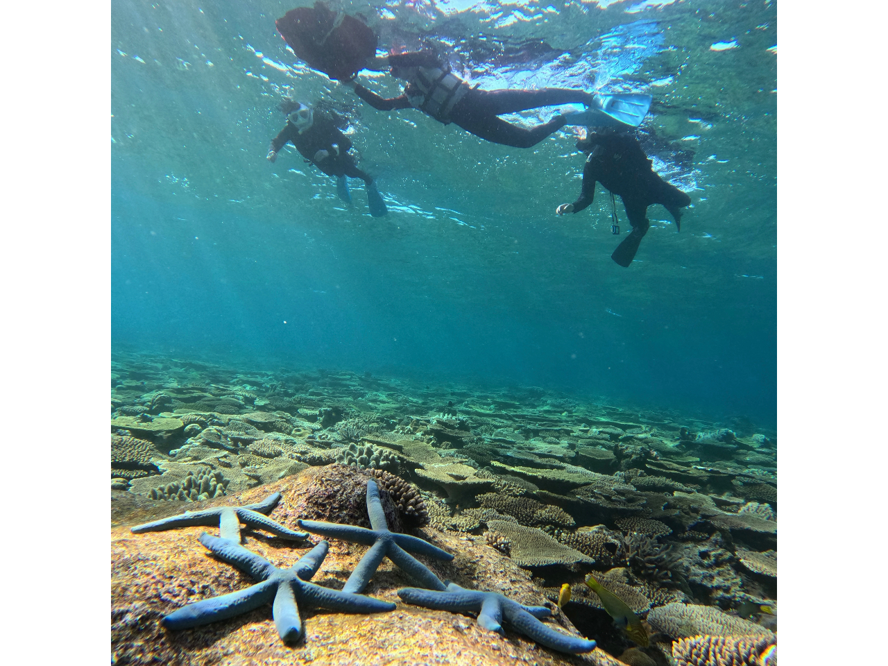 アオヒトデと記念写真