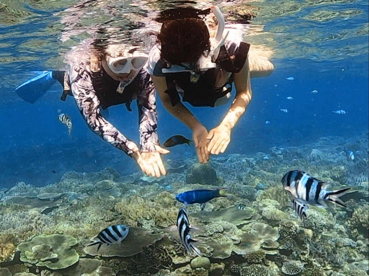 カラフルな熱帯魚たち