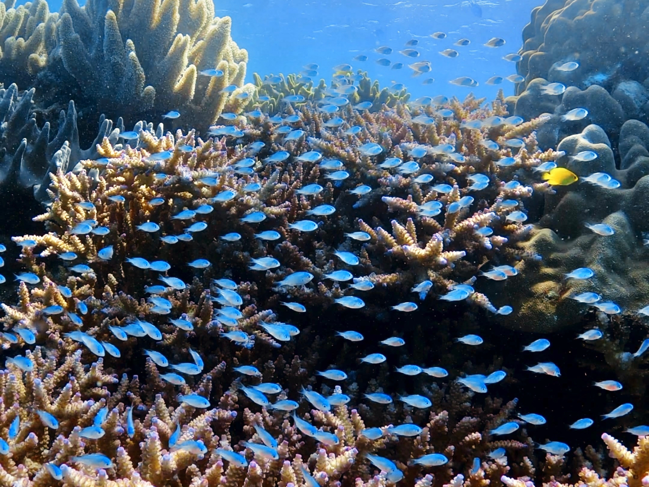 群れると綺麗!デバスズメダイの稚魚