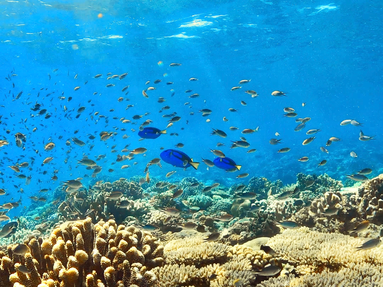小魚の群れの中を泳ぐドリー(ナンヨウハギ)