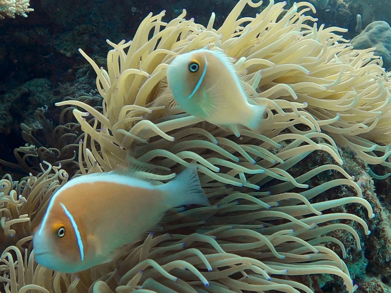 薄いピンク色が可愛いハナビラクマノミ