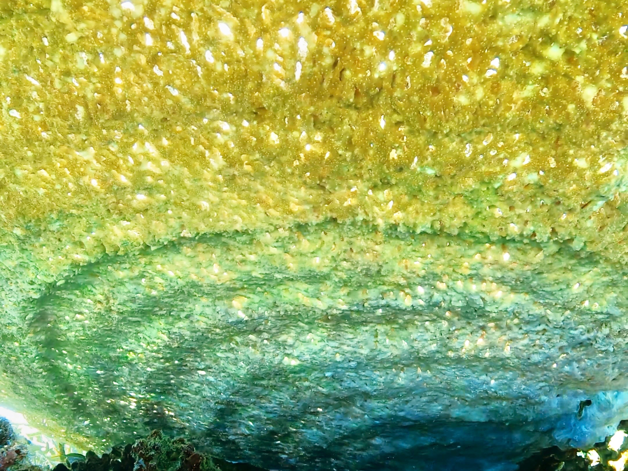 下から見上げたテーブルサンゴ