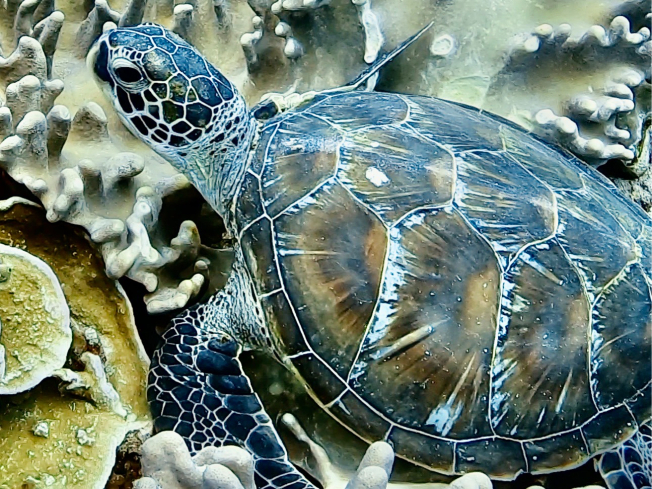 ソフトコーラル(柔らかいサンゴ)の上で一休み