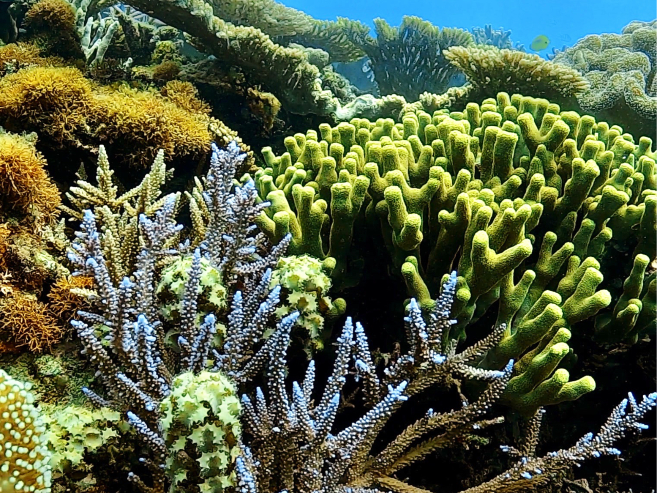 サンゴがいっぱい!