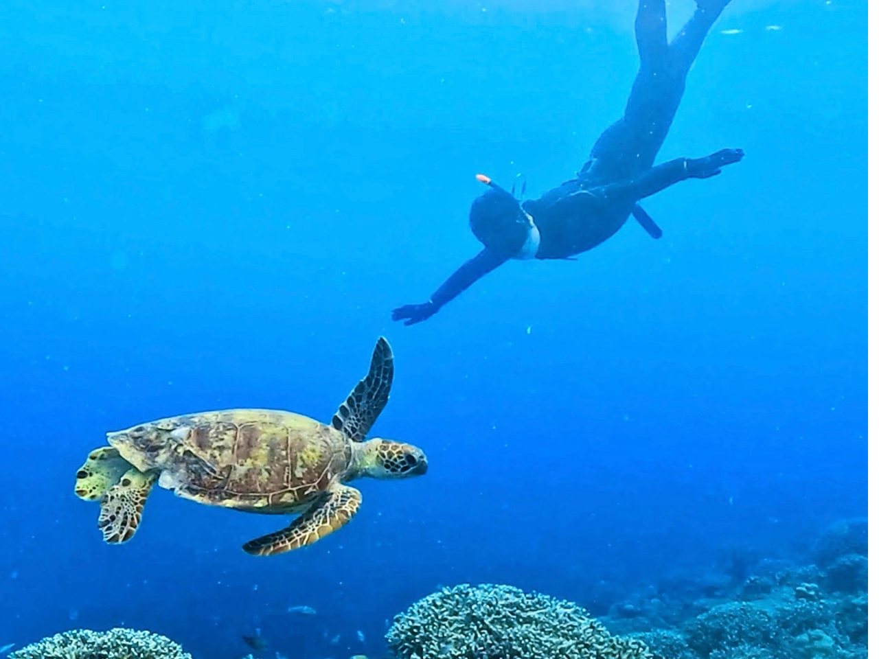 ウミガメさんとハイタッチ