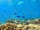 小魚の群れの中を泳ぐドリー(ナンヨウハギ)