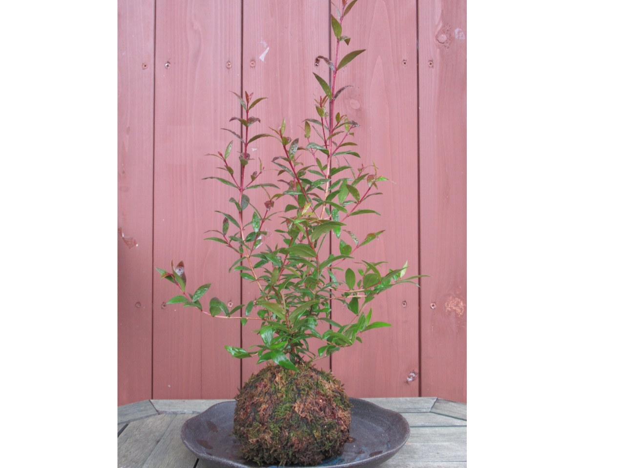 30~45cmのマートルの枝葉に香があり葉から精油がとれ、5~6月には梅の花のような純白の花が咲き、秋には黒い実を付けます。香りを楽しみながら作りましょう。