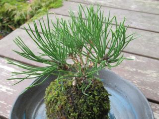 「クロマツ」と「苔」の和な苔玉