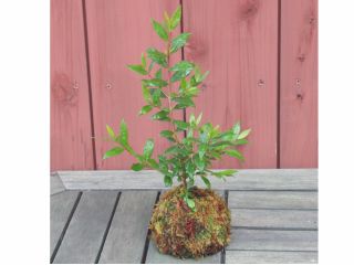 「ギンバイカ」の苔玉