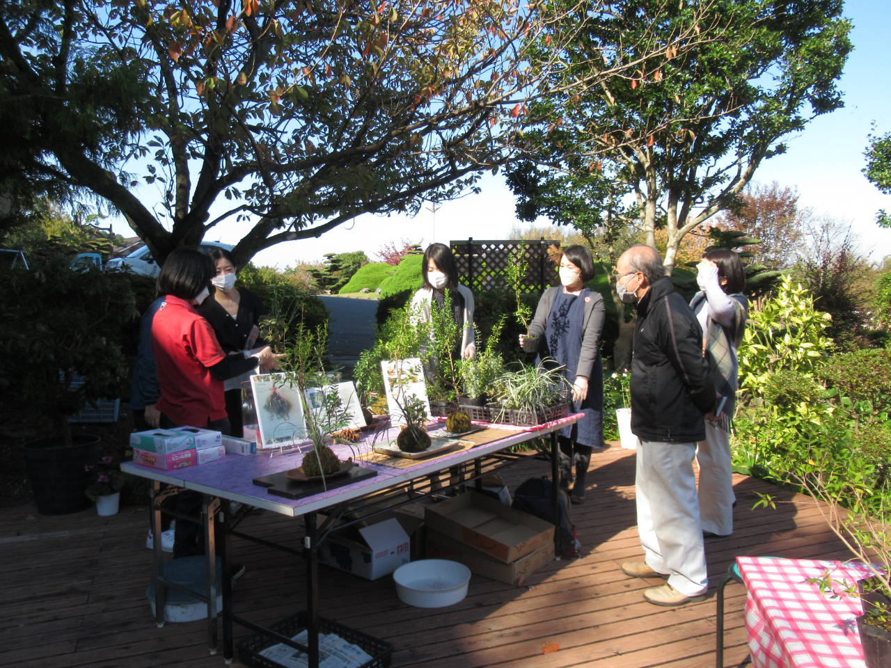 色んな樹形の「ギンバイカ」苗を選びます。色んな植物の苔玉もご覧頂けます。