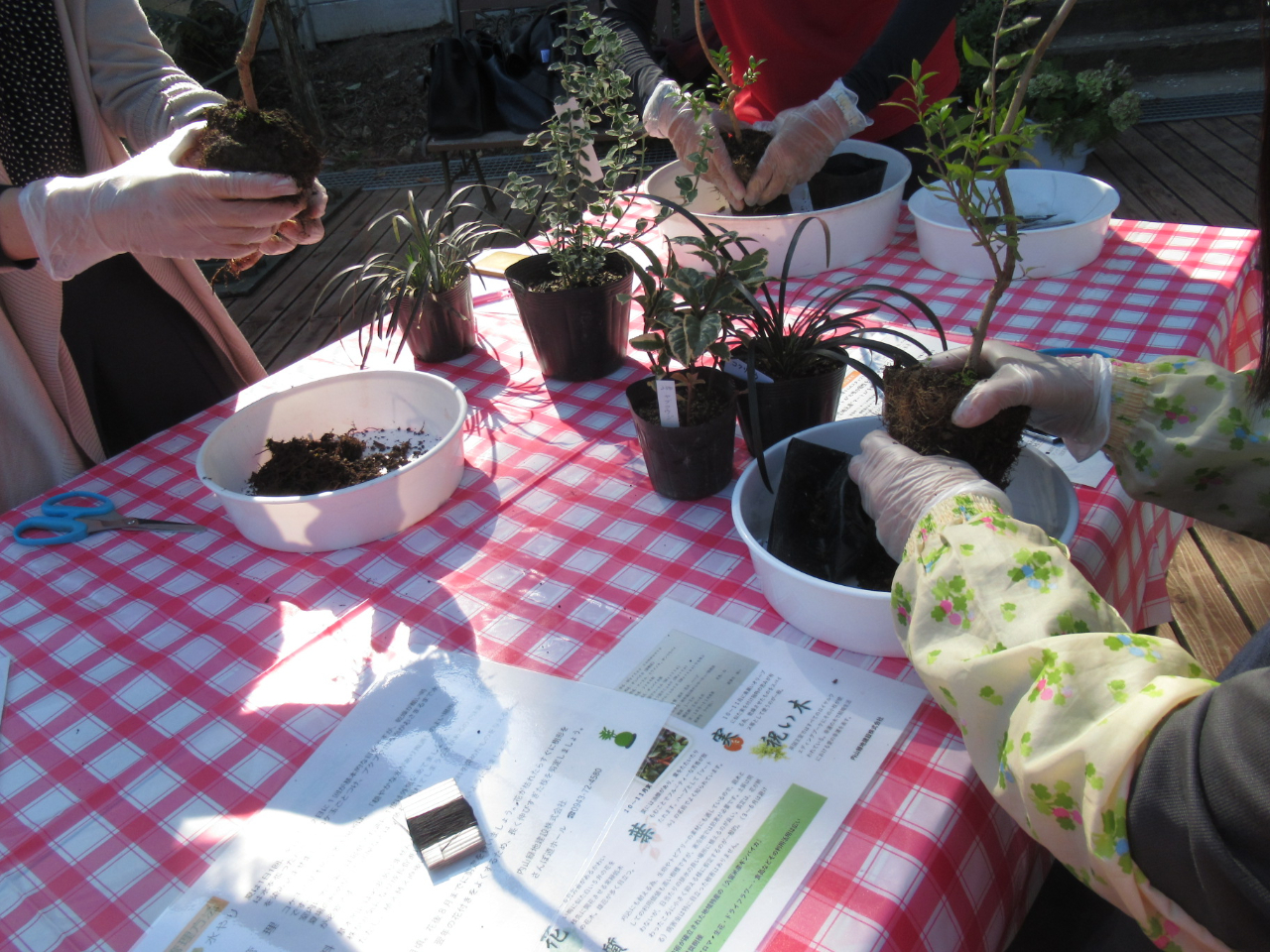 ポットから苗を取り根の状態も確認しましょう