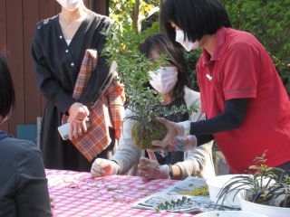 色んな樹形をしたマートル(銀梅花)の中からお好きな形を選ぶところから始まります