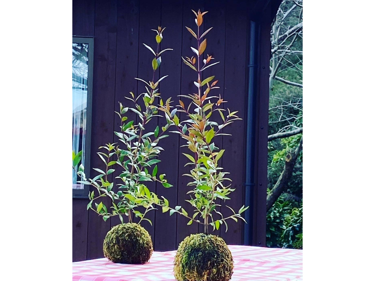 n삵Ȃ}[g̗t́uu₩ȐXт̍v̊܂傤