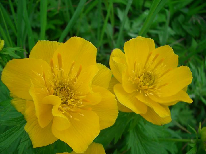 �t�����[���[�h�R�[�X�@���u���L���o�C�\�E