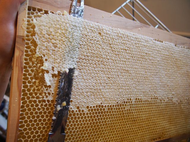 採蜜時に採取できる綺麗な蜜蓋