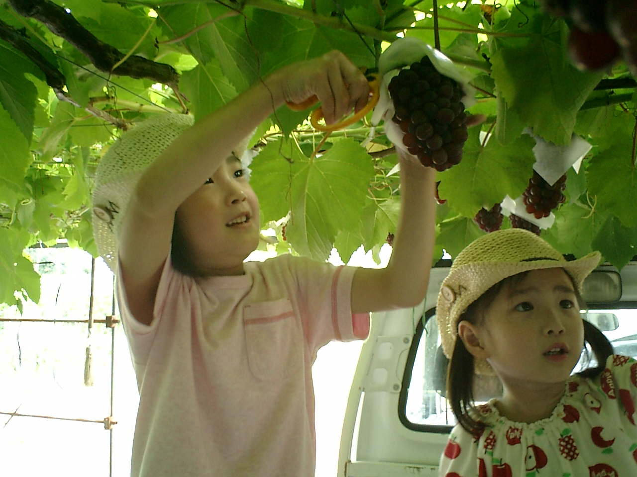 【高畠・ぶどう狩り】南陽高畠ICから車で約5分の立地!\土日祝限定/デラウェア6...