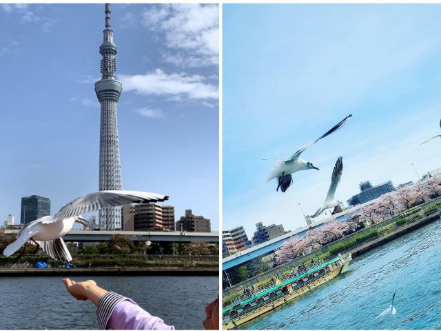 隅田川/お花見クルーズ、2Fオープンシートから見下ろす桜並木