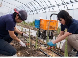 アスパラ好き必見!サクッと収穫と旬のアスパラを楽しむツアーです。
