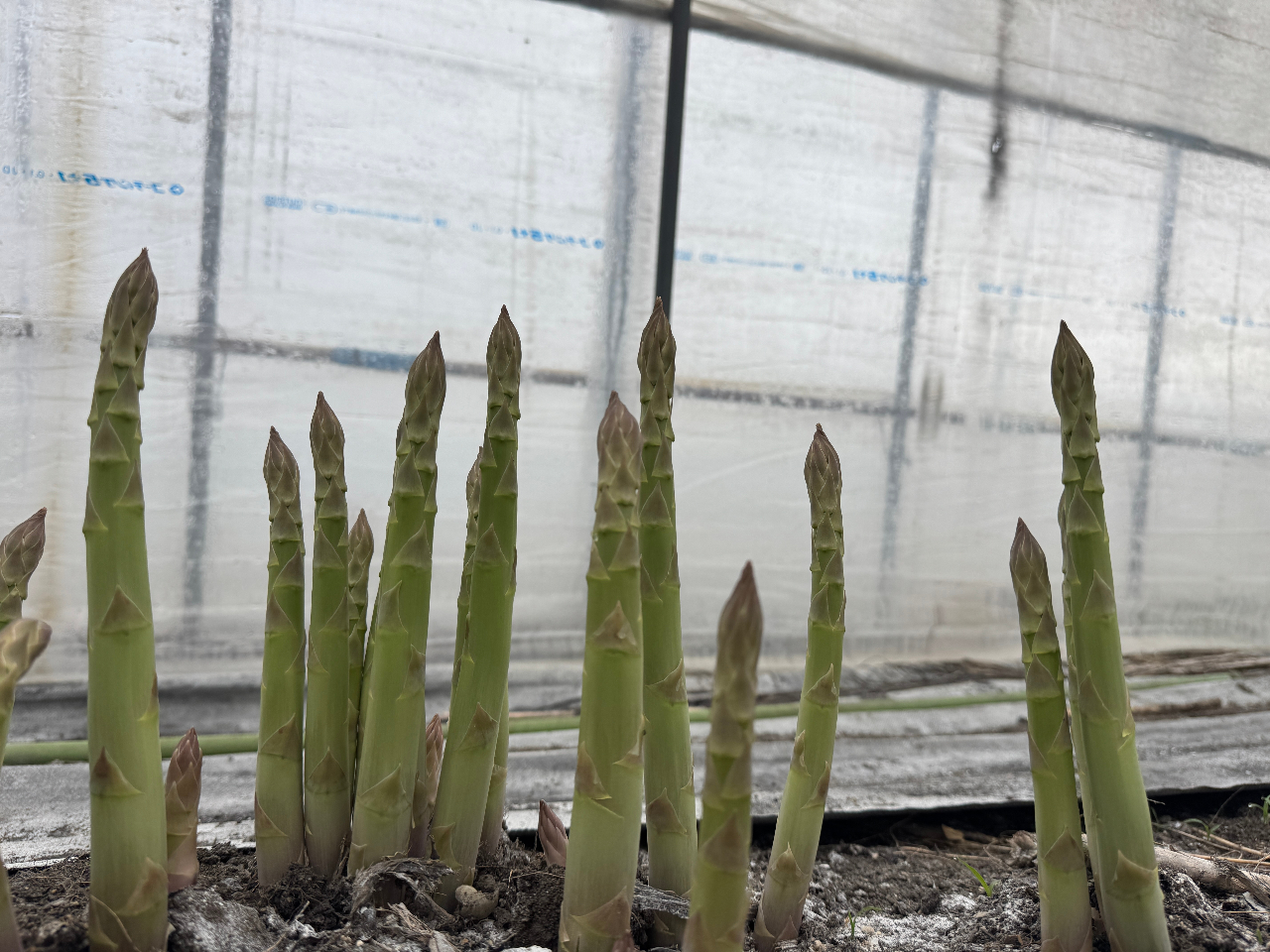 �̂ꂽ�ẴO���[���A�X�p���͊i�ʂ̖��킢�ł��B