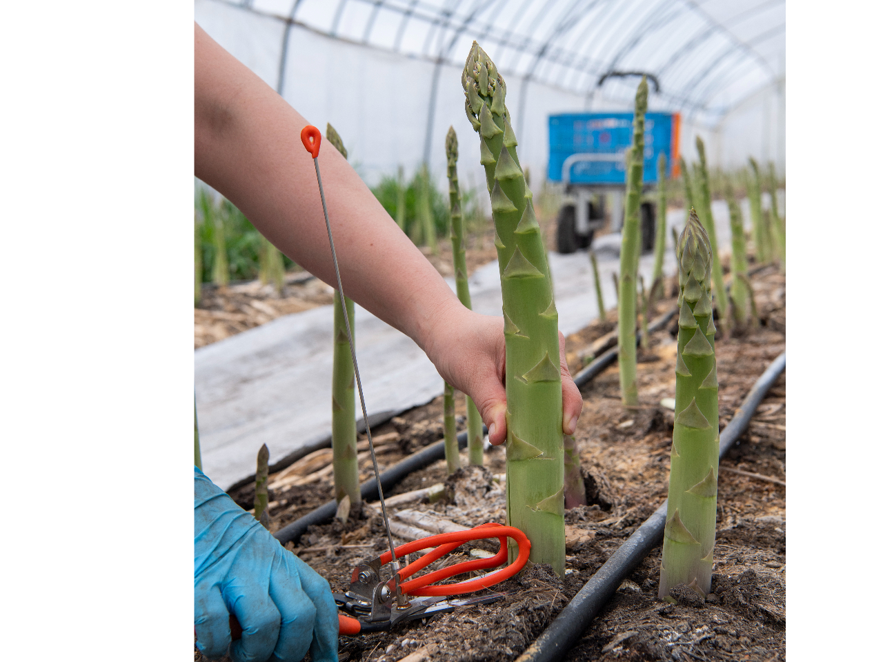 ��p�̃A�X�p�������g���ĂP�{���J�b�g���Ă����܂��B