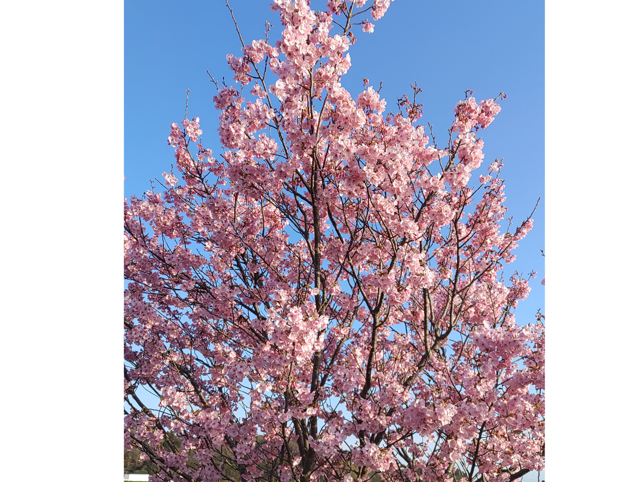 ťy򕗌iʐ^ƉԂfUCł܂