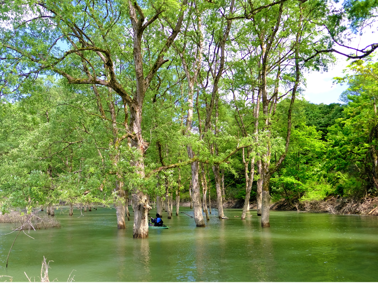 春だけの特別な体験／【岩手・西和賀町】絶景の水没林でプライベート