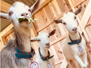 やぎーずの名前は グラス、ムーミン、ビビです★