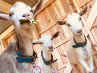 やぎーずの名前は グラス、ムーミン、ビビです★