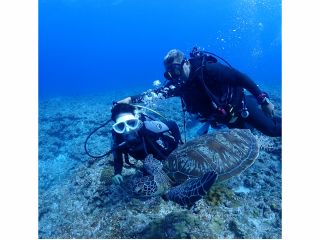 体験ダイビングでウミガメに会いにいきましょう(≧▽≦)