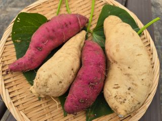 白いおいもの『きみまろこ』と『栗かぐや』