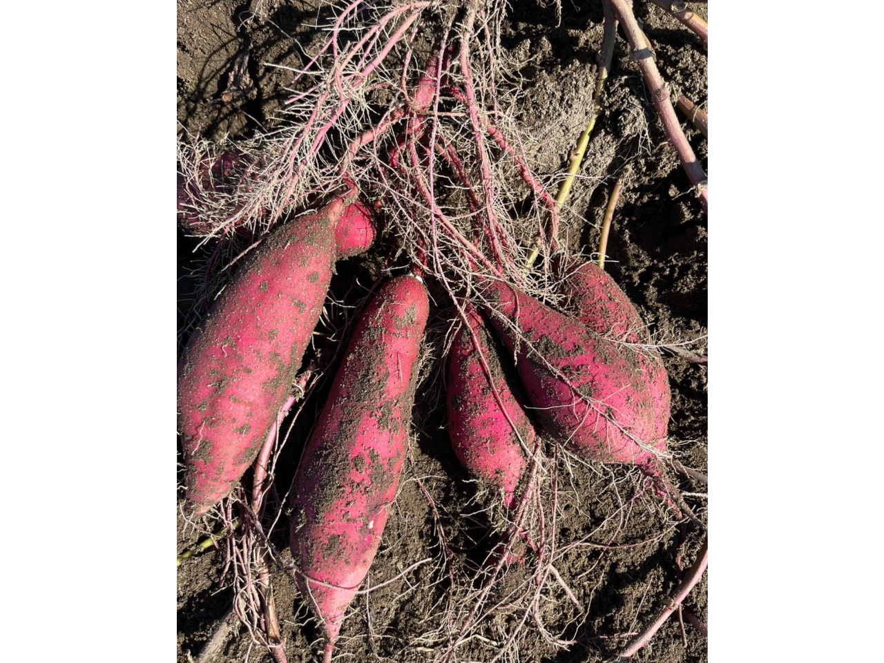 ≪2023年開催≫【さつまいも堀り体験♪】大人も子供もみんなで楽しめる芋掘り体験...