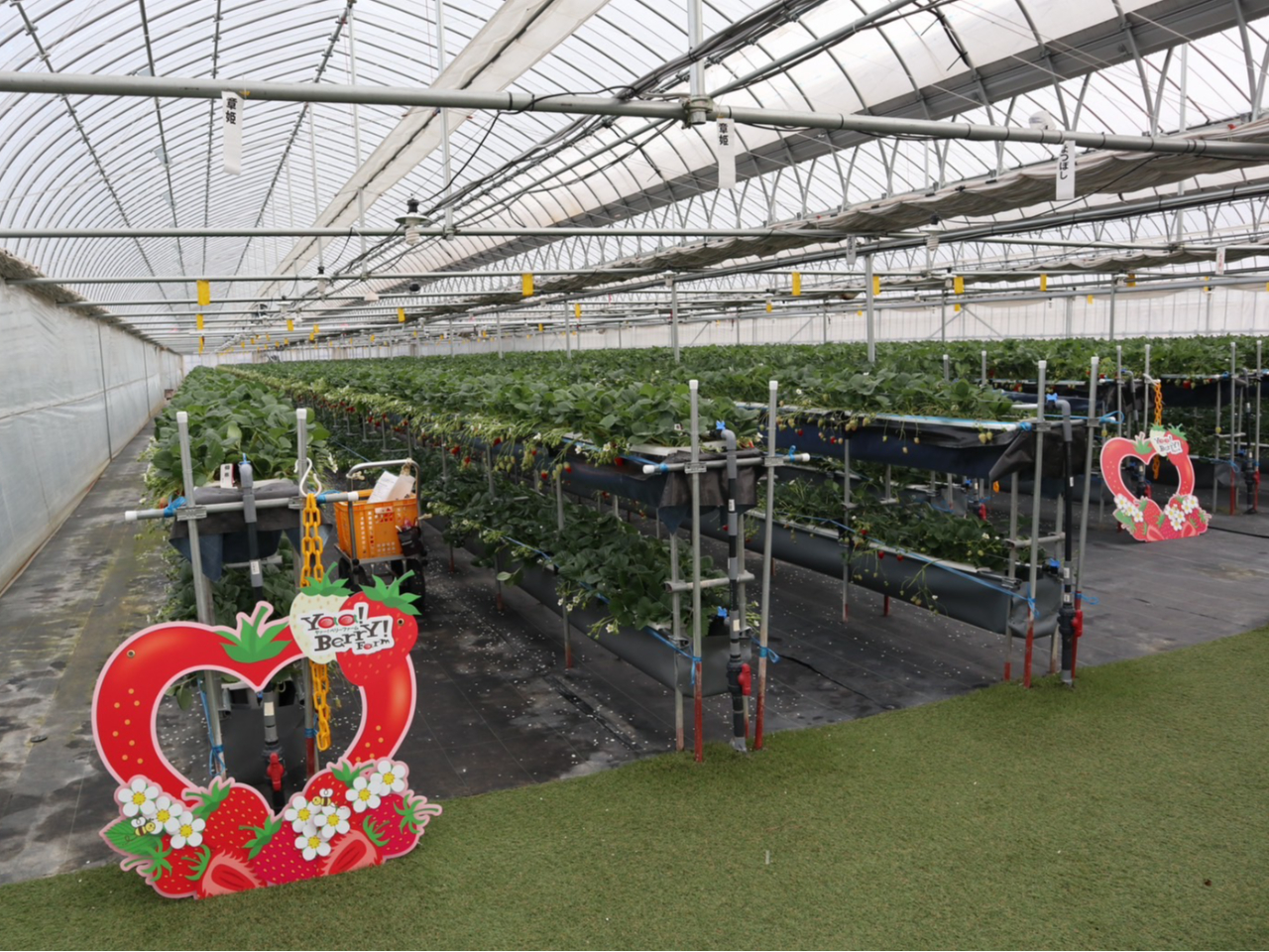 福山に2023年オープンのいちごハウスです♪