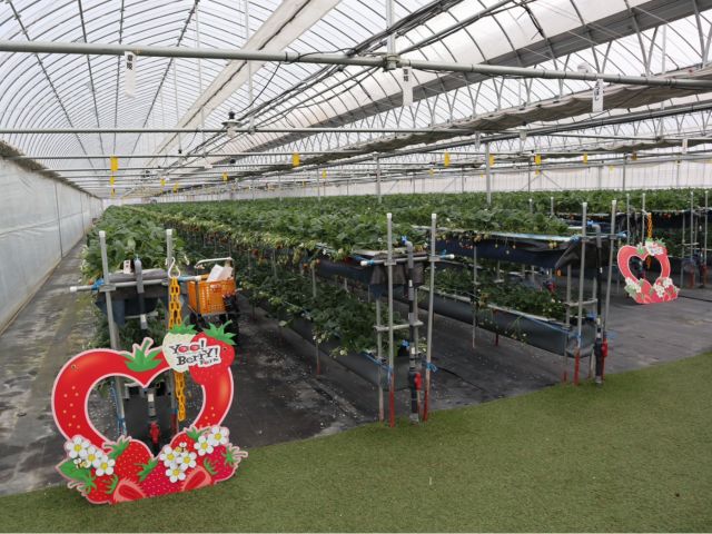 福山に2023年オープンのいちごハウスです♪