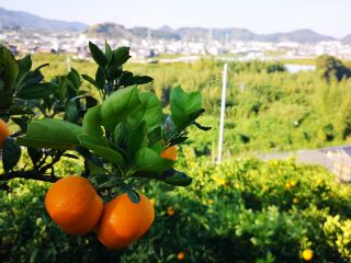 広川町のみかん畑のイメージ